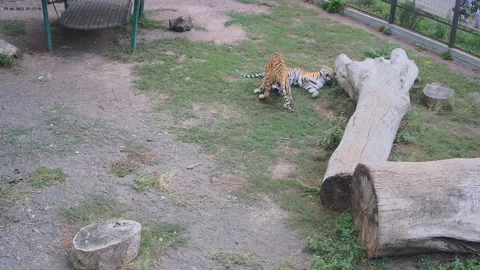 Two tigers play with each other in the cage 스톡 동영상 160264280