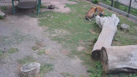 Two tigers play with each other Stock Footage 160264335