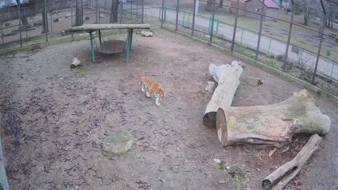 Two tigers play with eahc other in cage Stock Footage 145590312