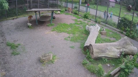 Two tigers playfully attack each other Stock Footage 155838661