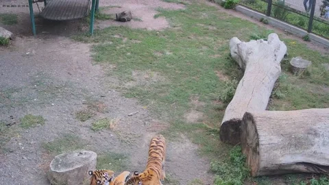 Two tigers playfully fight with each other Stock Footage 160420031