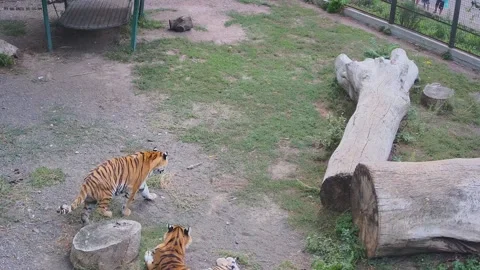 Two tigers playfully fighting each other Stock Footage 160420066