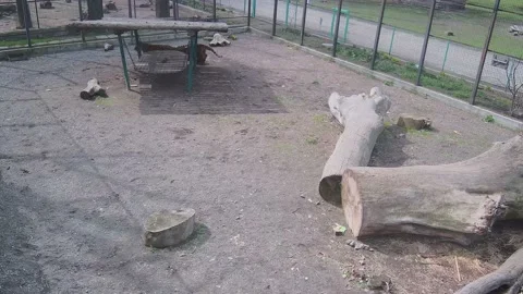 Two tigers playfully hunt each other Stock Footage 151965384