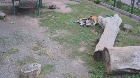 Two tigers playing with each other Stock Footage 160264330