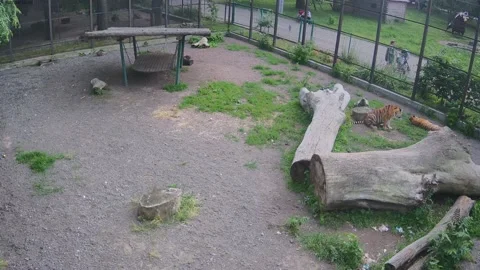 Two tigers rage and play with each other Stock Footage 155443885