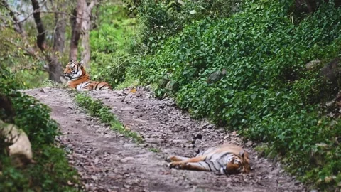 Two tigers resting the afternoon away in Tadoba national park Stock Footage 333676689
