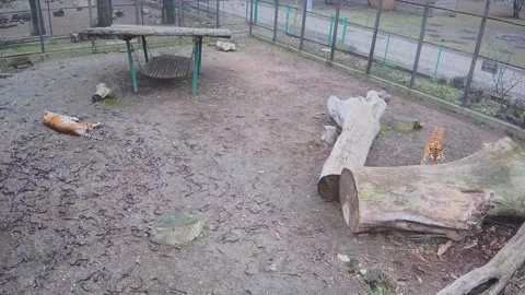 Two tigers resting in a cage Stock Footage 149823888