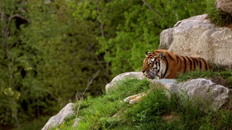 Two tigers resting on hill Stock Footage 67453887