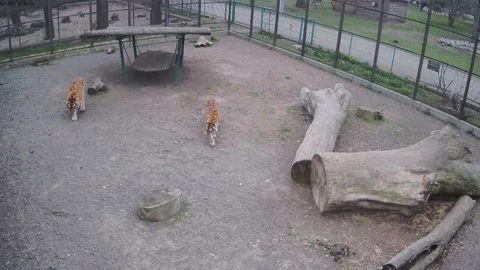 Two tigers roam the cage alone Stock Footage 152246513