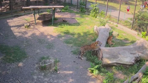 Two tigers roam the lawn under the pouring sun Video stock 157494015