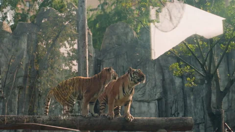 Two tigers roar. Two big cats vocalizing together amid rocky and leafy Stock Footage 330157842
