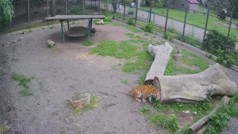 Two tigers rub against each other in a friendly manner Stock Footage 155622412