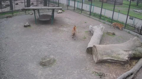 Two tigers siblings playing catch-up with each other Stock Footage 152387959
