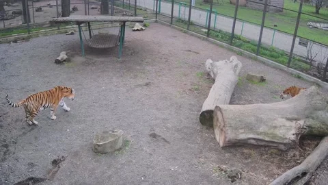 Two tigers simultaneously comes from corners of the cage Stock Footage 152633890