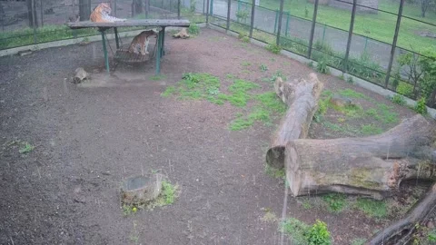 Two tigers sit in the rain on a swing Stock Footage 154308970