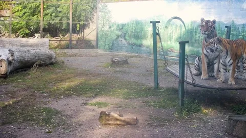 Two tigers sitting on the swing Stock Footage 164050109