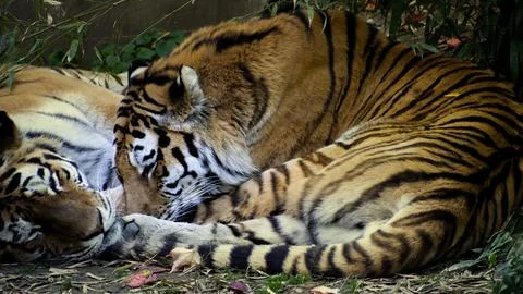 Two tigers sleeping in the midday Stock Photos