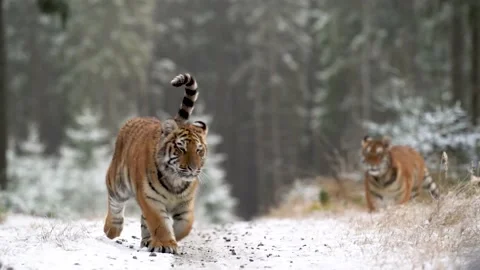 Two tigers in the snowy forest, walking on path. Slow motion recorded in 100fps. Stock Footage 147974996