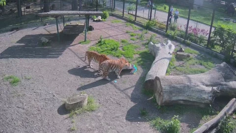 Two tigers try to dig the Piñata Stock Footage 154944175