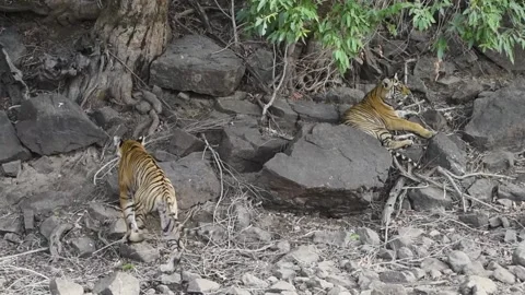 Two tigers under the shade of a tree Stock Footage 202029159