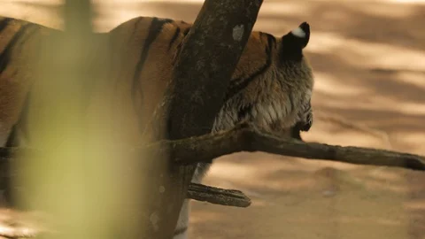 Two tigers walk by each other in India in the shadow Stock Footage 124398335