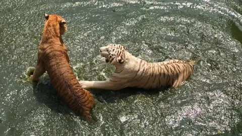 Two tigers walking and playing in the pond 動画素材 94529493