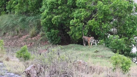 Two tigers walking together while scent marking in Panna national park Stock Footage 335694403