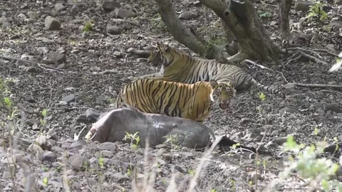 Two tigers, where one is busy eating and the other is resting peacefully Stock Footage 204109896