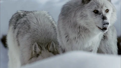 Two timber wolves in the snow Stock Footage 113232084