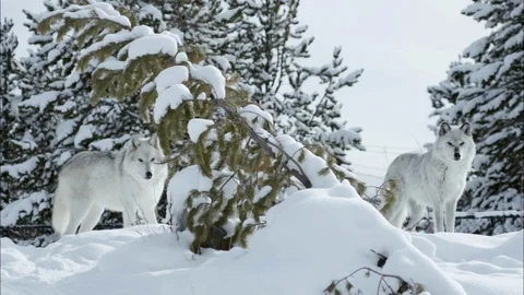 Two timber wolves standing in the snow near the pine trees Stock Footage 113232049