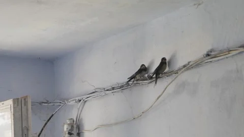 Two timid, funny swallows, sitting on cables above the landing in the old en 動画素材 287187501