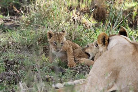 Two tiny baby lion cubs playing in green grass, ovelooked by mother lioness Stock Photos