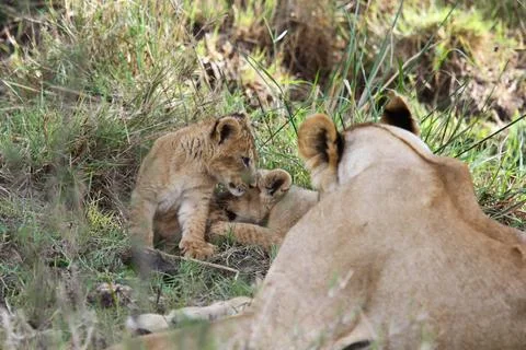 Two tiny baby lion cubs playing in green grass, ovelooked by mother lioness Stock Photos