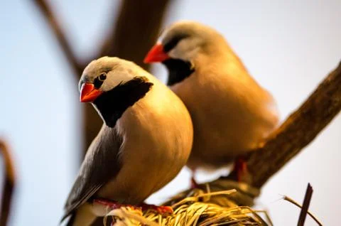 Two Tiny Birds Stock-Fotos