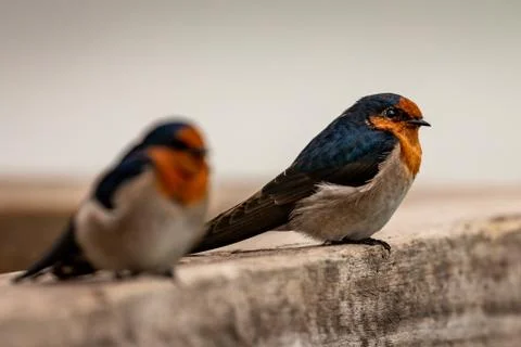 Two TIny Birds Stock Photos