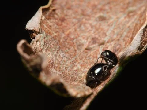 Two tiny black beetles mating on a dead leaf Stock Photos