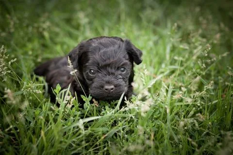 Two tiny black puppy of Russian color lap dog on the grass Stock Photos