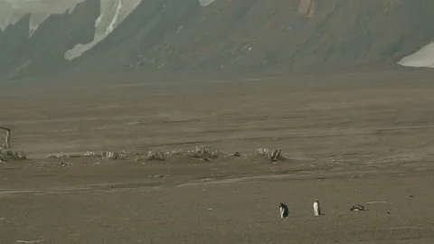 Two tiny chinstrap penguins cross vast dark volcanic ash plain at Whalers Bay Vídeos de archivo 333059937