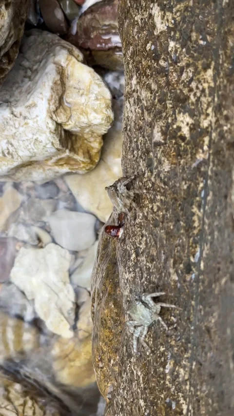 Two tiny crabs try to blend in with the environment 動画素材 293317434