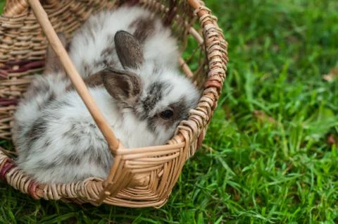 Two tiny dwarf rabbits are sitting in wicker basket 库存照片