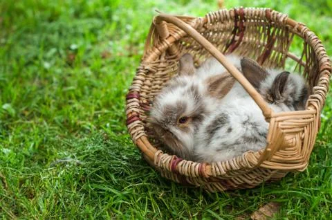 Two tiny dwarf rabbits are sitting in wicker basket on green lawn 库存照片