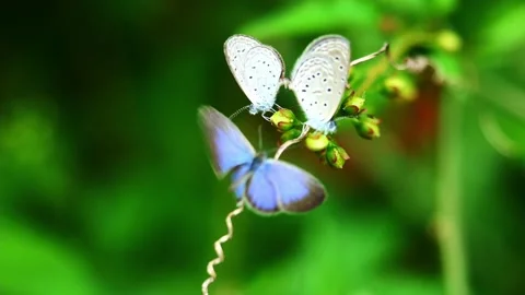 Two Tiny Grass Blue Butterfly mating on tree Stock Footage 210134423