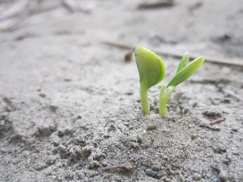Two tiny green sprouts emerge from the gray, textured soil in soft sunlight 스톡 사진