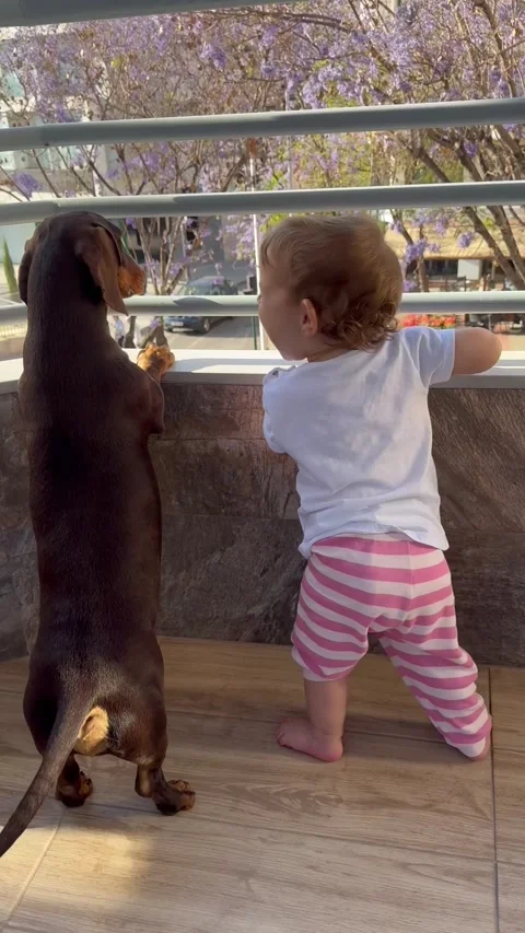 Two Tiny Greeters On The Balcony, Elche, Alicante, Spain - 25 May 2024 Stock Footage 276981924