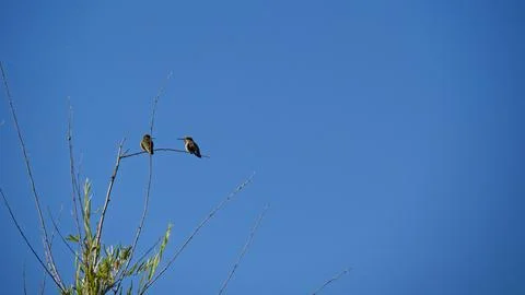 Two tiny hummingbirds rest together on a thin, bare branch Stock Photos