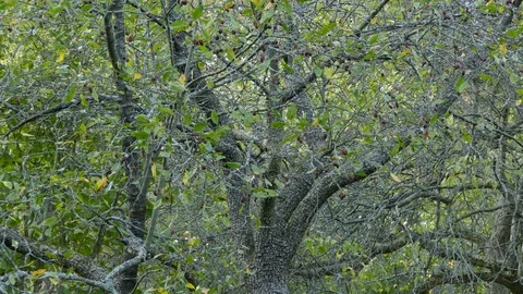 Two tiny kinglet birds at the end of the day using the last bit of light to feed Video stock 105227067