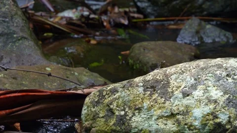Two tiny lizards perch on the rock in the rock pool area of Mount Tamborine Video stock 304847985