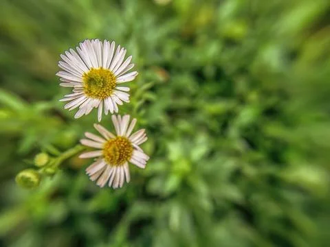 Two tiny Mexican white fleabane flowers, against a defocused green background Stock Photos