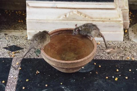 Two tiny mice are sipping from a bowl on the ground, quenching their thirst.. Stock Photos