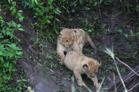 Two tiny newborn lion cubs, covered with dirt and hiding in a durty den Stock Photos